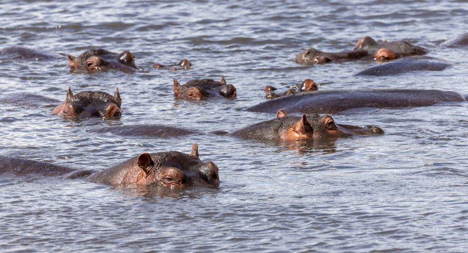 Nijlpaarden Ngorongoro Tanzania
